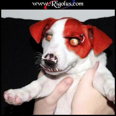 pa mal comme chien!!